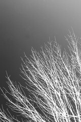Branches in the sky in black and white film negative
