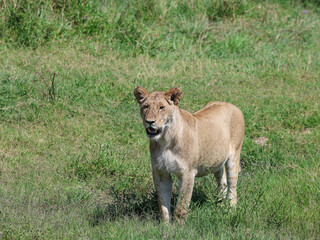 Lioness