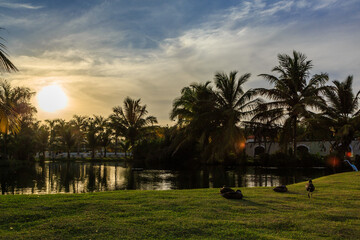 A sunset over a pond with ducks on the grass