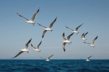 Fototapeta premium Gulls Flying Over Blue Sky Horizon in Nature