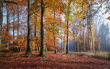 Obraz premium Fantastischer Herbst mit Nebel im Buchenwald, Forstweg