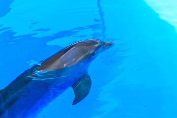 Fototapeta premium A dolphin is swimming in the ocean