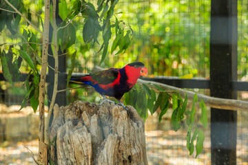 A colorful bird is perched on a log in a zoo enclosure