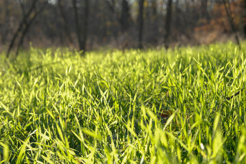 The vibrant green grass gently swaying in the warm sunlight provides a stunning display of natures...
