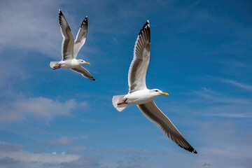 Obraz premium Elegant Seagulls Soar Through the Blue Sky in Captivating Flight