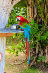 A colorful parrot is perched on a wooden shelf, eating from a bowl