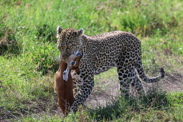 Leopard Hunts Gazelle