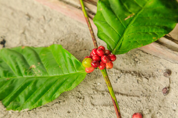 A cluster of red berries on a leaf
