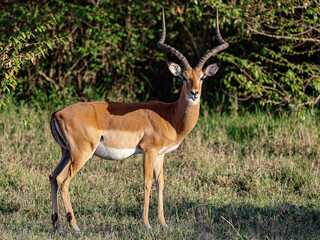Gazelle