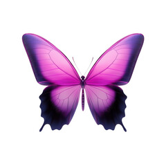 A vibrant, colorful butterfly with intricate wings showcasing shades of pink and purple, symbolizing beauty and transformation.