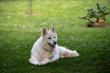 Swiss sheperd dog on the grass resting after playing