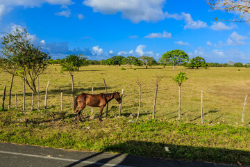 A brown horse is walking in a field with trees in the background