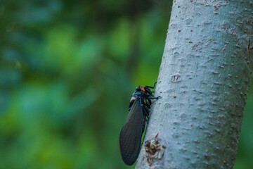 Cicada