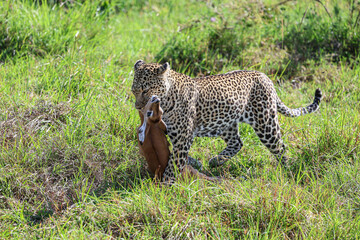 Leopard Hunts Gazelle