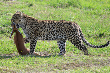 Leopard Hunting Gazelle 