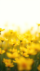 Obraz premium Close-up shot of isolated yellow flowers in a field, meadow, spring, nature