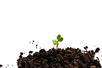 A young sprout emerging from a small pile of dark soil, set against a white background.