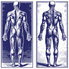 Anatomical Back View of Muscular Human Body, Vector Illustration in Woodcut Engraving Style for Medical and Educational Themes