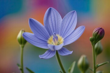 Fototapeta premium Stunning Closeup of a Blooming Blue Flower on a Bright Background