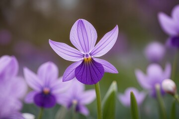 Fototapeta premium Stunning Closeup of Violet Flower Blooming in Springtime