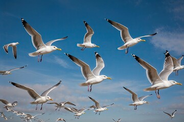 Fototapeta premium Seagulls Flying in Formation Against Vibrant Blue Sky