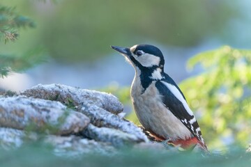 A female Great spotted woodpecker climbs on a tree stump. . Dendrocopos major