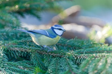 A cute blue titm sits on a spruce twig. Cyanistes caeruleus. 