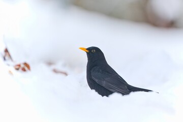 A male blackbird sits in the snow. Turdus merula