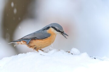 A eurasian nuthatch sits in the snow. Sitta europaea.