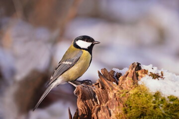 A beautiful great tit sits on a tree stump. Parus major.