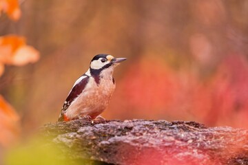 a female Great spotted woodpecker sits on a branch. Dendrocopos major