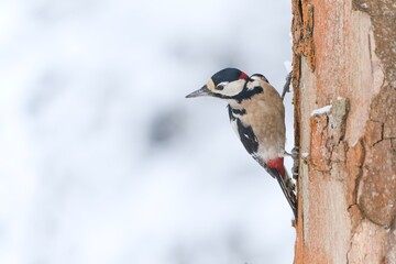 A male Great spotted woodpecker climbs on the tree trunk. Dendrocopos major