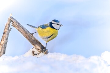 Obraz premium A cute blue tit sits on a dry gbrass blade in winter. Cyanistes caeruleus
