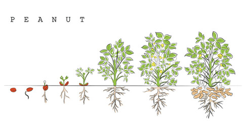 hand drawn line art vector of a peanut plant growth phases.