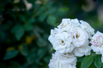 white natural rose macro detail shot (focus special)