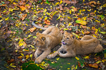 Lion cubs sitting among the leaves at the zoo