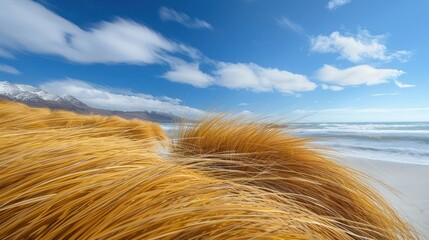 Golden grass swaying in the breeze on a beach with mountains in the background and blue sky.