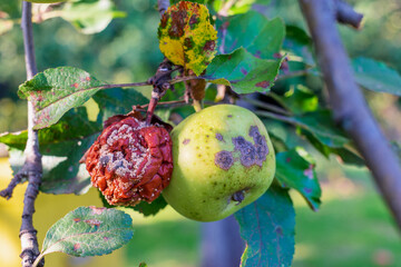 Apple tree disease. The fruit rots on the tree