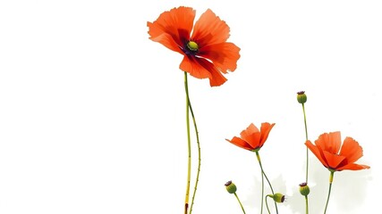 Red poppy flower with bold brushstrokes and vivid colors, poppy, expressive
