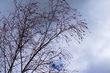 branches against blue sky