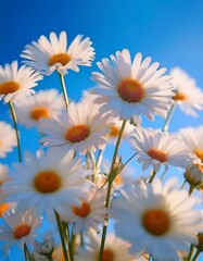 Cluster of white daisies under a bright blue sky, vibrant summer floral scene with yellow accents and soft cloud details.