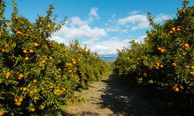 Orange orchard in Greece
