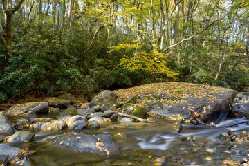 A tranquil forest scene features a gently flowing stream surrounded by rocks and leafy trees. Sunlight filters through the foliage, creating a serene atmosphere. 