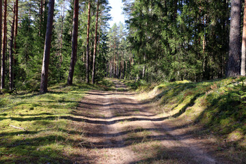 A path in the forest on a sunny day with fir and pine trees on both sides