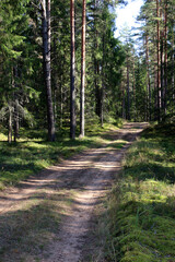 Obraz premium A path in the forest on a sunny day with fir and pine trees on both sides