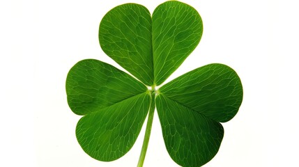 A Four Leaf Clover on White Background - A Symbol of Luck and Nature's Delight. The Green Four Leaf Clover Standing Out Against the Purity of White, with Its Delicate Leaves and Promising Aura. 