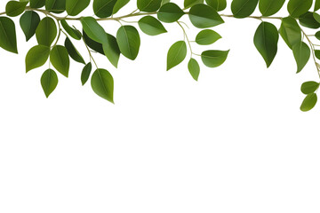 Close-Up of Green Leaf Branch Isolated on Transparent Background. green leaves frame