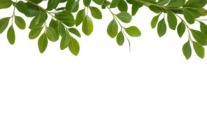 Obraz premium Close-Up of Green Leaf Branch Isolated on Transparent Background. green leaves frame