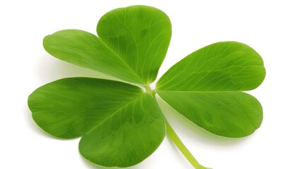 A Four Leaf Clover on White Background - A Symbol of Luck and Nature's Delight. The Green Four Leaf Clover Standing Out Against the Purity of White, with Its Delicate Leaves and Promising Aura. 