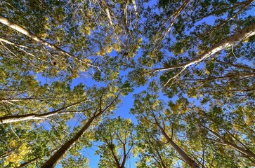 rural areas and landscapes. Autumn season and photos of trees and forests with yellowed leaves.